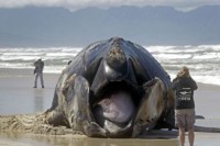 ΔΕΙΤΕ: Φάλαινα ξεβράστηκε στην ακτή από επίθεση μεγάλων λευκών καρχαριών - Φωτογραφία 1