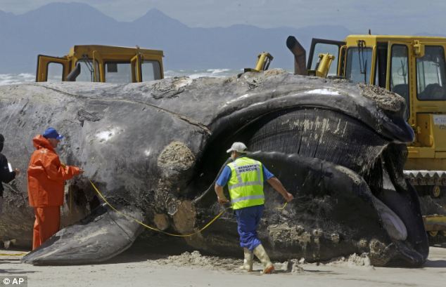 ΔΕΙΤΕ: Φάλαινα ξεβράστηκε στην ακτή από επίθεση μεγάλων λευκών καρχαριών - Φωτογραφία 3