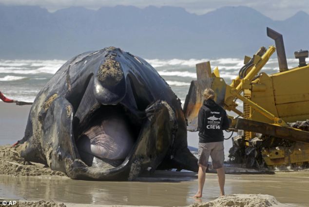 ΔΕΙΤΕ: Φάλαινα ξεβράστηκε στην ακτή από επίθεση μεγάλων λευκών καρχαριών - Φωτογραφία 4