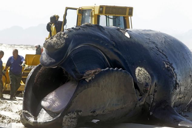ΔΕΙΤΕ: Φάλαινα ξεβράστηκε στην ακτή από επίθεση μεγάλων λευκών καρχαριών - Φωτογραφία 5