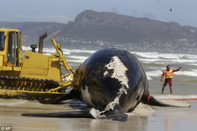 ΔΕΙΤΕ: Φάλαινα ξεβράστηκε στην ακτή από επίθεση μεγάλων λευκών καρχαριών - Φωτογραφία 6
