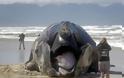 ΔΕΙΤΕ: Φάλαινα ξεβράστηκε στην ακτή από επίθεση μεγάλων λευκών καρχαριών
