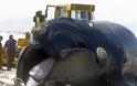 ΔΕΙΤΕ: Φάλαινα ξεβράστηκε στην ακτή από επίθεση μεγάλων λευκών καρχαριών - Φωτογραφία 5