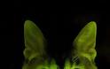 Επιστήμονες δημιούργησαν πράσινες φωσφορούχες... γάτες!