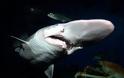 Η ζήτηση για ωμέγα-3 αφανίζει τους καρχαρίες