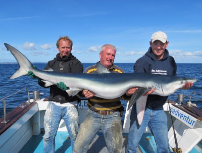 Έπιασε το μεγαλύτερο μπλε καρχαρία στη Μ. Βρετανία - Φωτογραφία 1