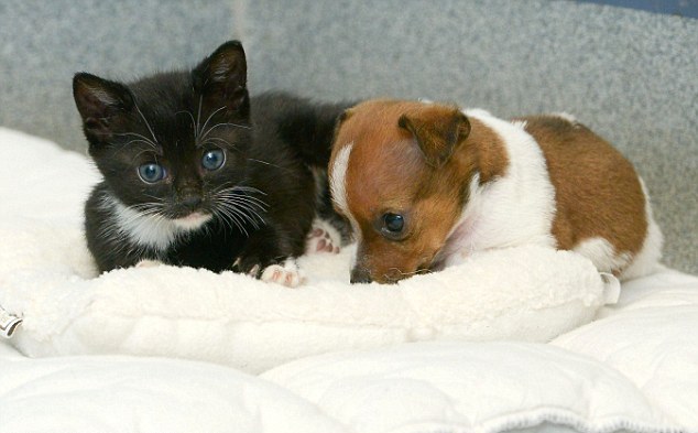 Κουτάβι και γατάκι πιστεύουν ότι είναι αδέρφια - Φωτογραφία 10
