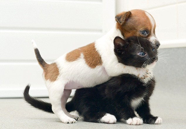 Κουτάβι και γατάκι πιστεύουν ότι είναι αδέρφια - Φωτογραφία 3