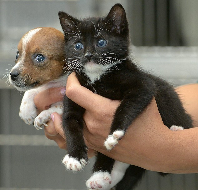 Κουτάβι και γατάκι πιστεύουν ότι είναι αδέρφια - Φωτογραφία 7