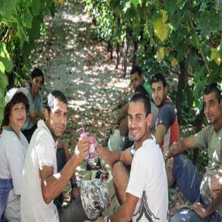 Κρήτη:''Οι Βούλγαροι είναι για δουλειά στα αμπέλια και οι Έλληνες άνεργοι για φραπέ στις καφετέριες''! - Φωτογραφία 1