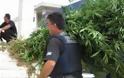 Απότακτος αστυνομικός καλλιεργούσε χασίς στο σπίτι του