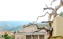 Αρωμα Ολυμπιάδας στη βίλα του Άγγελου Σικελιανού (Φωτογραφίες) - Φωτογραφία 3