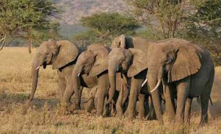 «Κλιματισμός» για ελέφαντες - Φωτογραφία 1