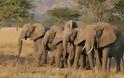 «Κλιματισμός» για ελέφαντες