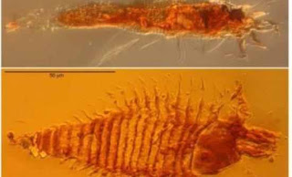 Επιστήμονες βρήκαν σε κεχριμπάρι το αρχαιότερο έντομο - Φωτογραφία 1