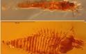 Επιστήμονες βρήκαν σε κεχριμπάρι το αρχαιότερο έντομο