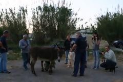 Φροντίζουν τα γαϊδουράκια στην Κρητική ύπαιθρο