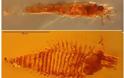 ΑΠΙΣΤΕΥΤΟ: Επιστήμονες βρήκαν σε κεχριμπάρι το αρχαιότερο έντομο - Φωτογραφία 1