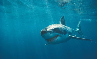Ο καρχαρίας ταύρος έχει τα πιο δυνατά σαγόνια - Φωτογραφία 1