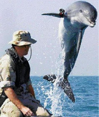 Δελφίνια-στρατιώτες και θάλασσιοι ελέφαντες ...Seals! - Φωτογραφία 2