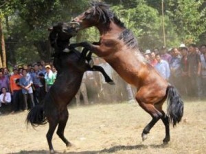 Βάρβαρες αλογομαχίες στην Κίνα - Φωτογραφία 1