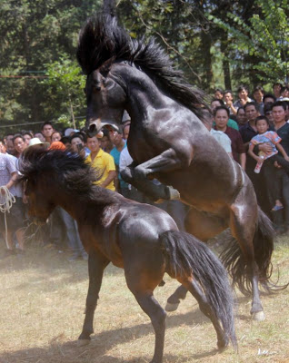 Βάρβαρες αλογομαχίες στην Κίνα - Φωτογραφία 2