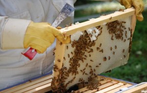 Εντομοκτόνο για τους φοίνικες σκότωσε τις μέλισσες - Φωτογραφία 1