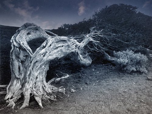 Τα πιο τρομακτικά δέντρα του κόσμου - Φωτογραφία 10