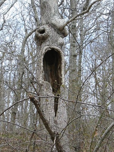 Τα πιο τρομακτικά δέντρα του κόσμου - Φωτογραφία 2