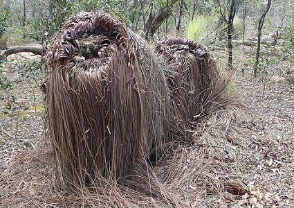 Τα πιο τρομακτικά δέντρα του κόσμου - Φωτογραφία 9