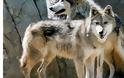 Επίθεση αγέλης λύκων σε κοπάδι στη Διάβα Καλαμπάκας