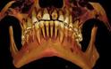 Βρέθηκε μούμια γεμάτη τερηδόνα! - Το χειρότερο περιστατικό στην ιστορία της οδοντιατρικής