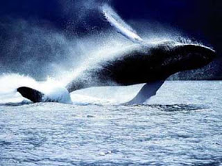 Απίστευτο: Φάλαινα βουλιάζει κότερο [video] - Φωτογραφία 1