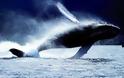 Απίστευτο: Φάλαινα βουλιάζει κότερο [video]