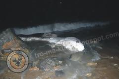 Νεκρή φάλαινα στα Κύθηρα [φωτογραφίες]