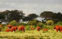 Ασυνήθιστοι... κόκκινοι ελέφαντες στην Κένυα!