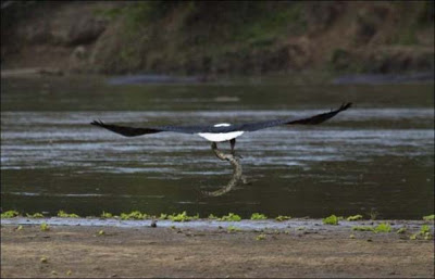 Ο ορισμός της τροφικής αλυσίδας σε 4 σπάνιες φωτογραφίες - Φωτογραφία 4