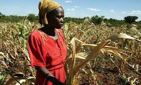 «Καμπανάκι» ΟΗΕ για νέα επισιτιστική κρίση το 2013 -  Tα παγκόσμια αποθέματα σιτηρών βρίσκονται στα χαμηλότερα επίπεδα από το 1974 - Φωτογραφία 1