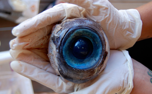 Λύθηκε το μυστήριο με το γιγάντιο μάτι που βρέθηκε στην ακτή της Φλόριντα.. - Φωτογραφία 1