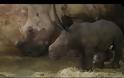 Ν. Αφρική: Ραγδαία αύξηση της λαθροθηρίας ρινόκερων