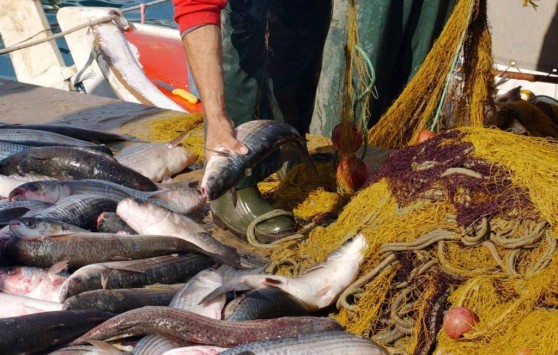 Γέμισε ψάρια ο Αμβρακικός - Έσκισε τα δίχτυα απλήρωτος εργάτης - Φωτογραφία 1