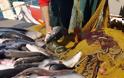 Γέμισε ψάρια ο Αμβρακικός - Έσκισε τα δίχτυα απλήρωτος εργάτης