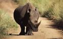 Αυξημένη η λαθροθηρία των ρινόκερων