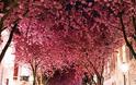 Ο υπέροχος δρόμος με τις κερασιές! - Φωτογραφία 1