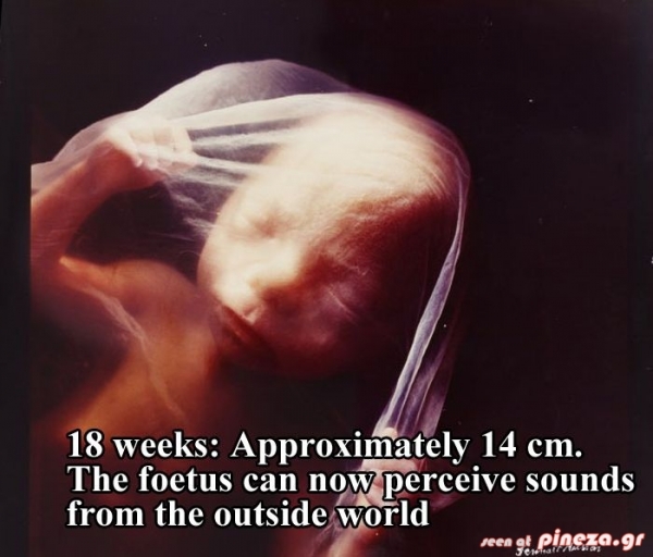 ΦΩΤΟ: Οι πρώτες 26 εβδομάδες ζωής του εμβρύου - Φωτογραφία 14