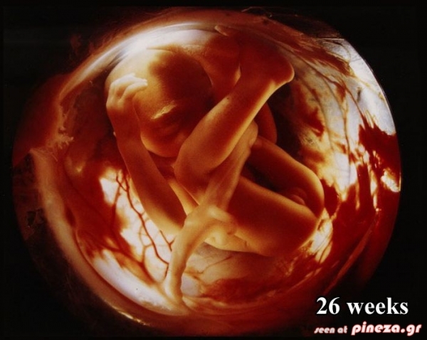 ΦΩΤΟ: Οι πρώτες 26 εβδομάδες ζωής του εμβρύου - Φωτογραφία 16
