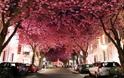 ΦΩΤΟ: Ο υπέροχος δρόμος με τις κερασιές! - Φωτογραφία 1