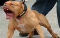 Σκύλος κατασπάραξε ανήλικο στην Καρδαμάδα