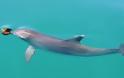 Δελφίνια που «ψαρεύουν» με σφουγγάρια μαθαίνουν το κόλπο στις επόμενες γενιές