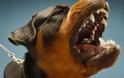 Απίστευτο περιστατικό στη Χίο- Σκύλος κατασπάραξε οκτάχρονο μπροστά στα έντρομα μάτια των !